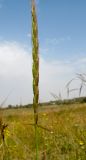 Aegilops sharonensis. Цветущий колос. Израиль, Шарон, г. Герцлия, травостой на песчаной почве. 15.04.2012.