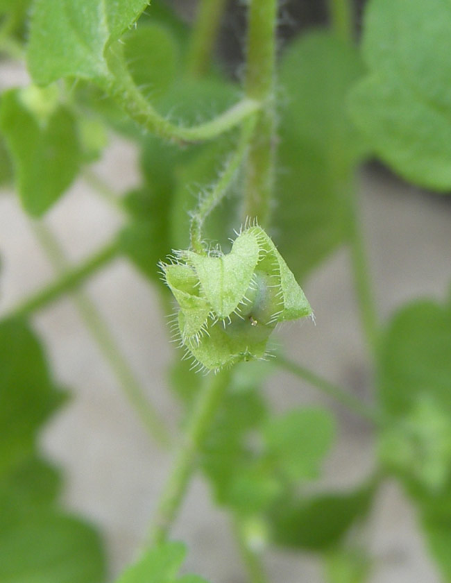 Image of Veronica sublobata specimen.