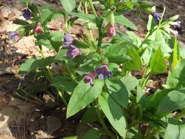 Изображение особи Pulmonaria obscura.