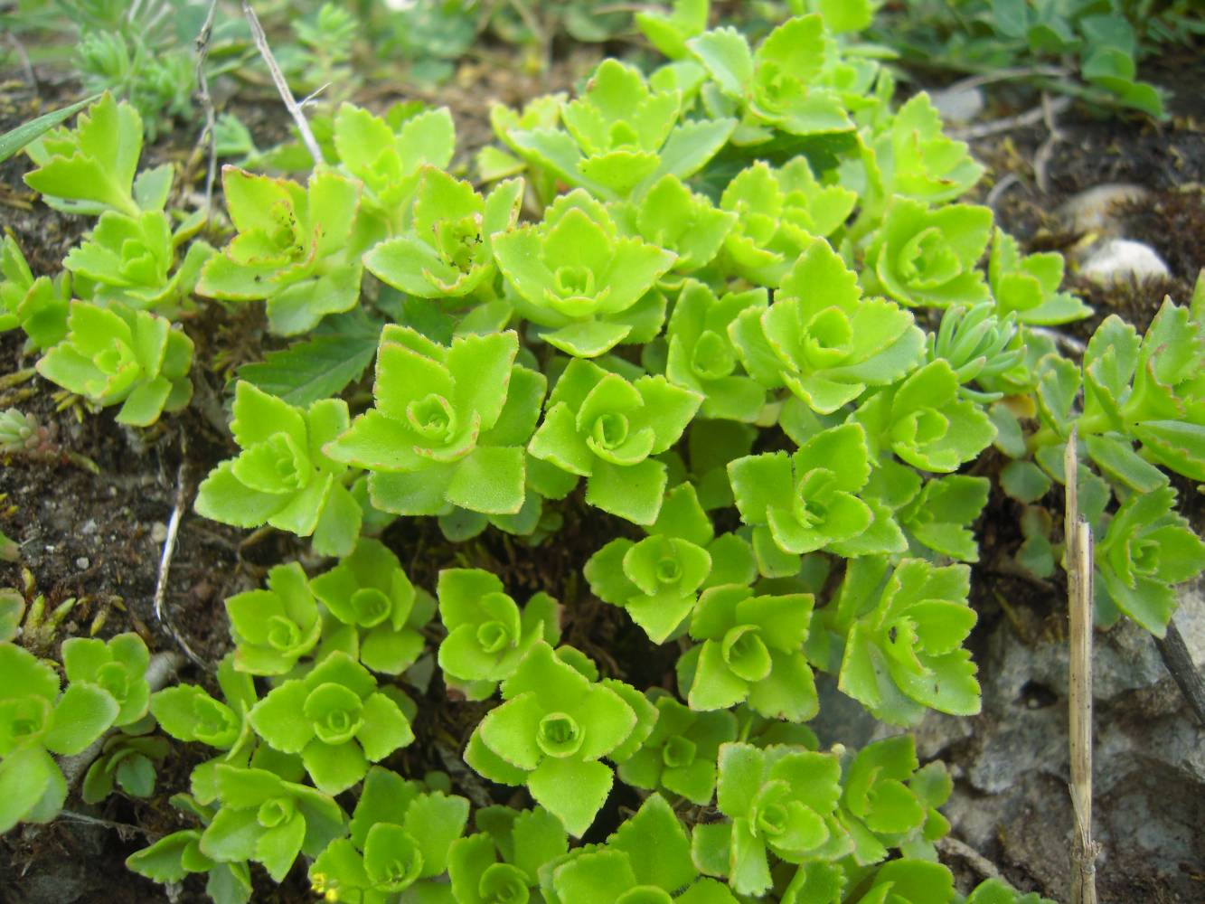 Image of Sedum oppositifolium specimen.