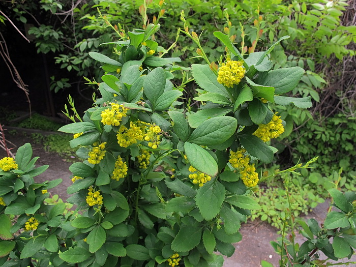 Image of genus Berberis specimen.