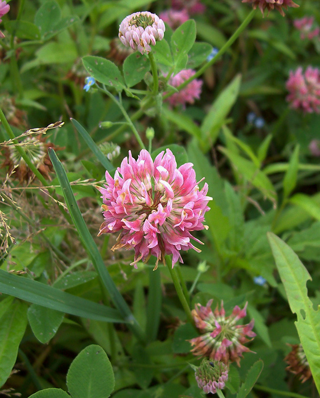 Изображение особи Trifolium hybridum.