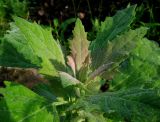 Chenopodium album