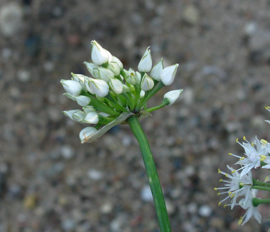 Image of Allium galanthum specimen.