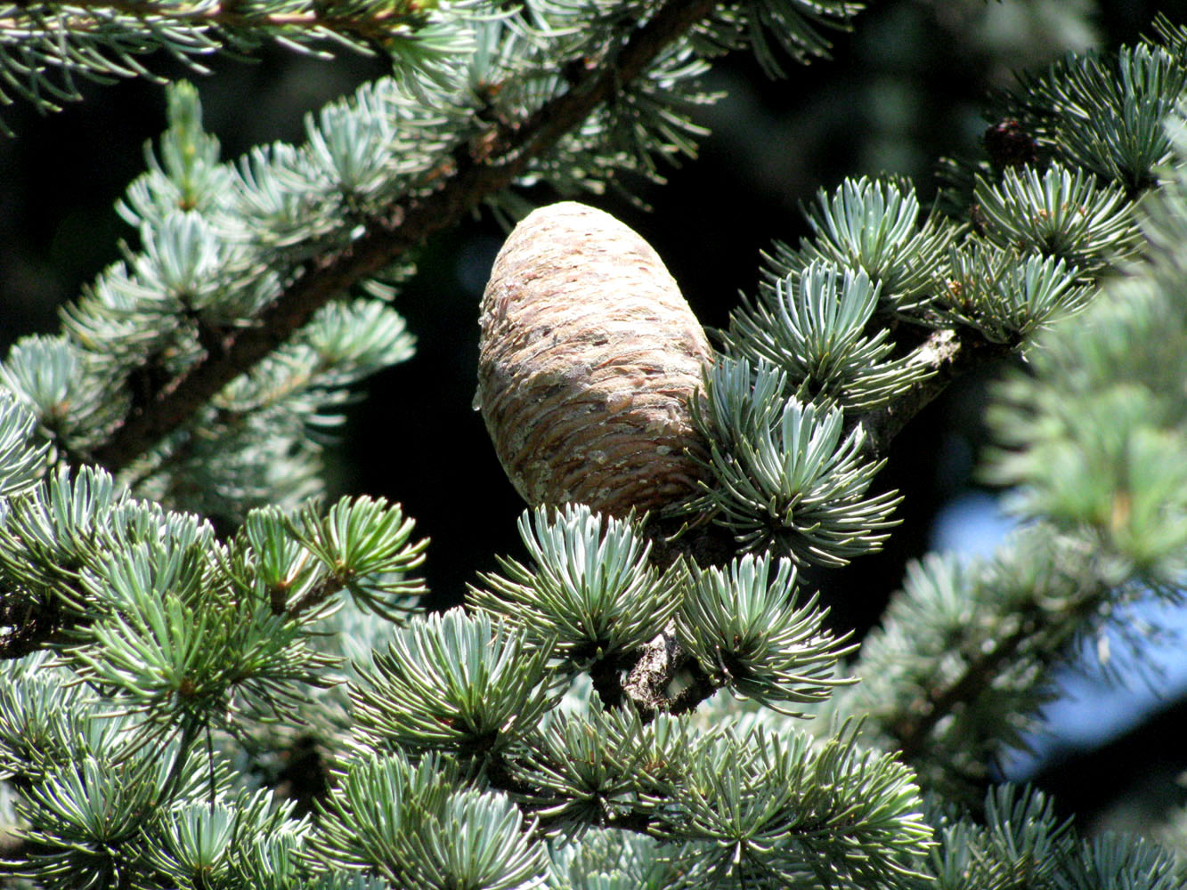 Image of Cedrus libani specimen.