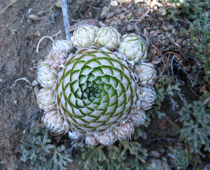 Image of Orostachys spinosa specimen.