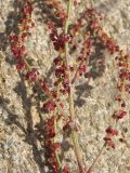 Rumex acetoselloides