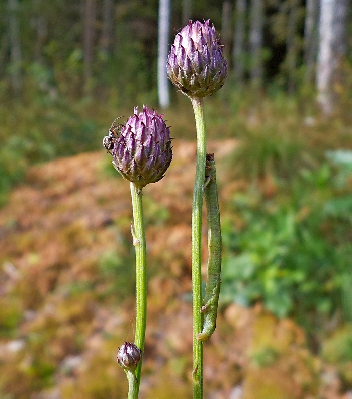 Image of Cirsium arvense specimen.