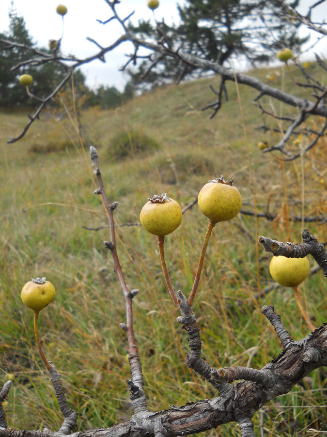 Image of Pyrus elaeagrifolia specimen.