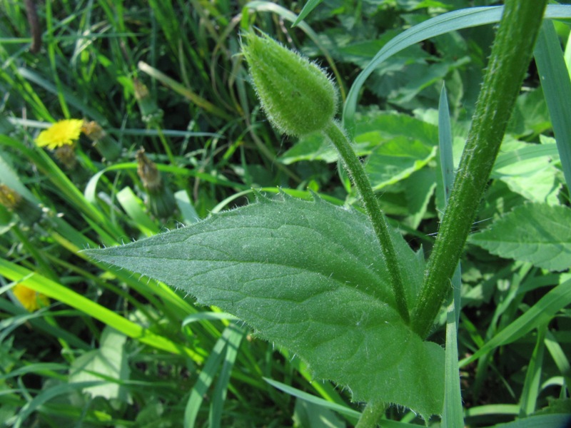 Изображение особи Doronicum carpaticum.