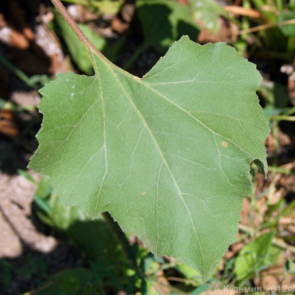 Image of Xanthium orientale specimen.