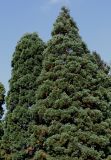 Sequoiadendron giganteum. Кроны старых деревьев. Германия, г. Krefeld, ботанический сад. 16.09.2012.