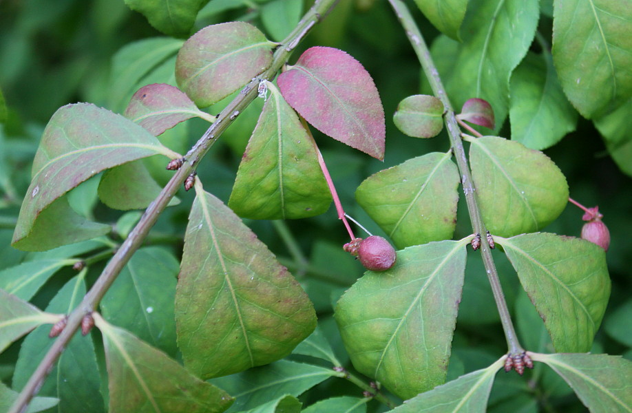 Image of Euonymus alatus specimen.