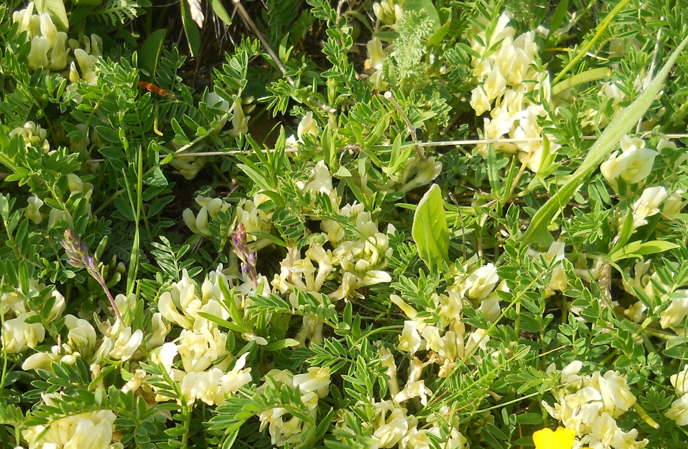 Image of Astragalus resupinatus specimen.