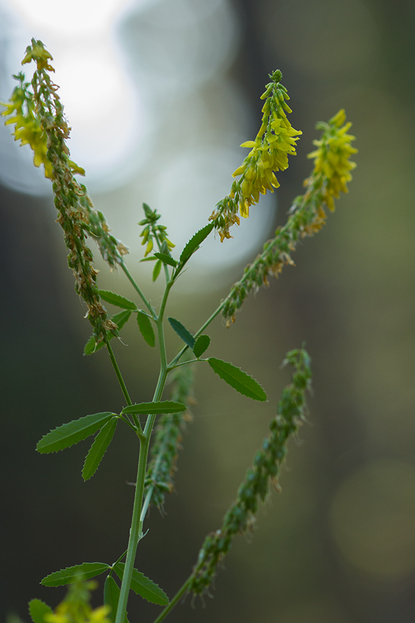 Изображение особи Melilotus officinalis.