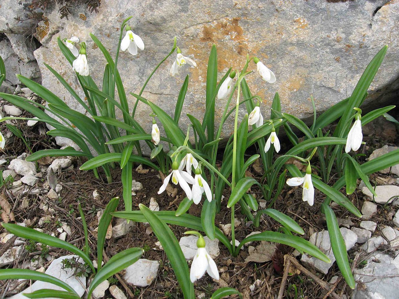 Image of Galanthus plicatus specimen.