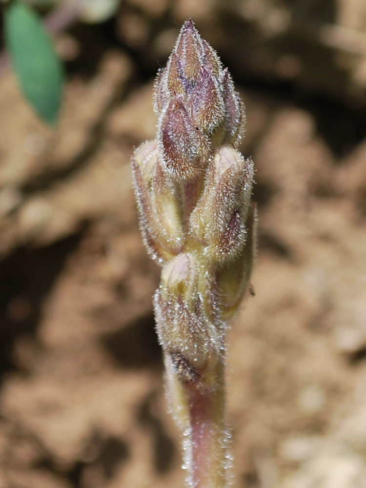 Image of Phelipanche aegyptiaca specimen.