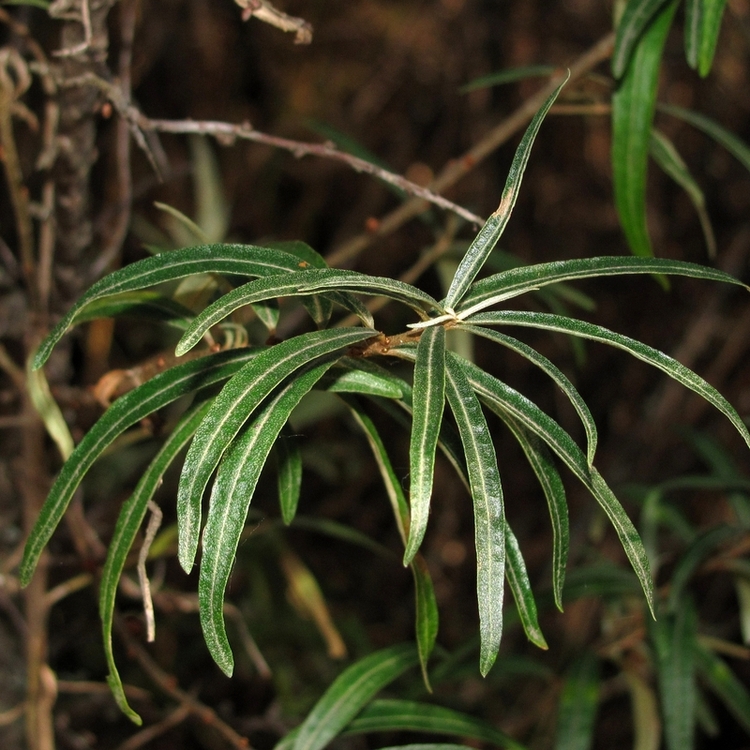 Image of Hippophae rhamnoides specimen.