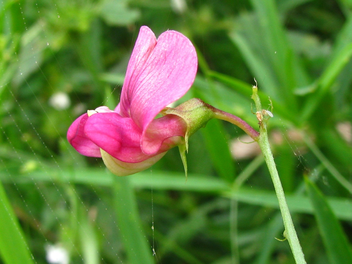 Изображение особи Lathyrus sylvestris.