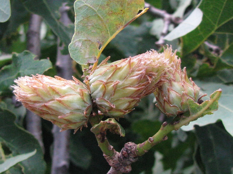 Image of Quercus robur specimen.