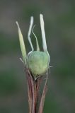 Iris loczyi. Завязавшийся плод выкопанного растения (плод располагался на уровне почвы). Казахстан, хр. Шолак, возле пос. Карошок. 26.04.2013.