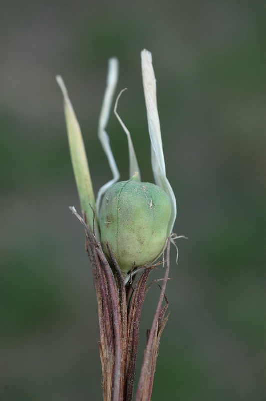 Image of Iris loczyi specimen.