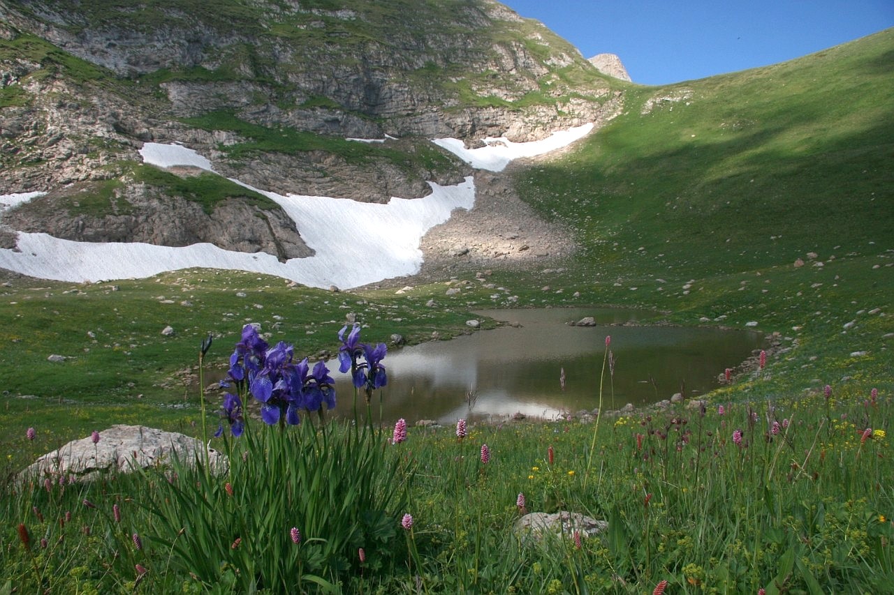 Image of Iris sibirica specimen.