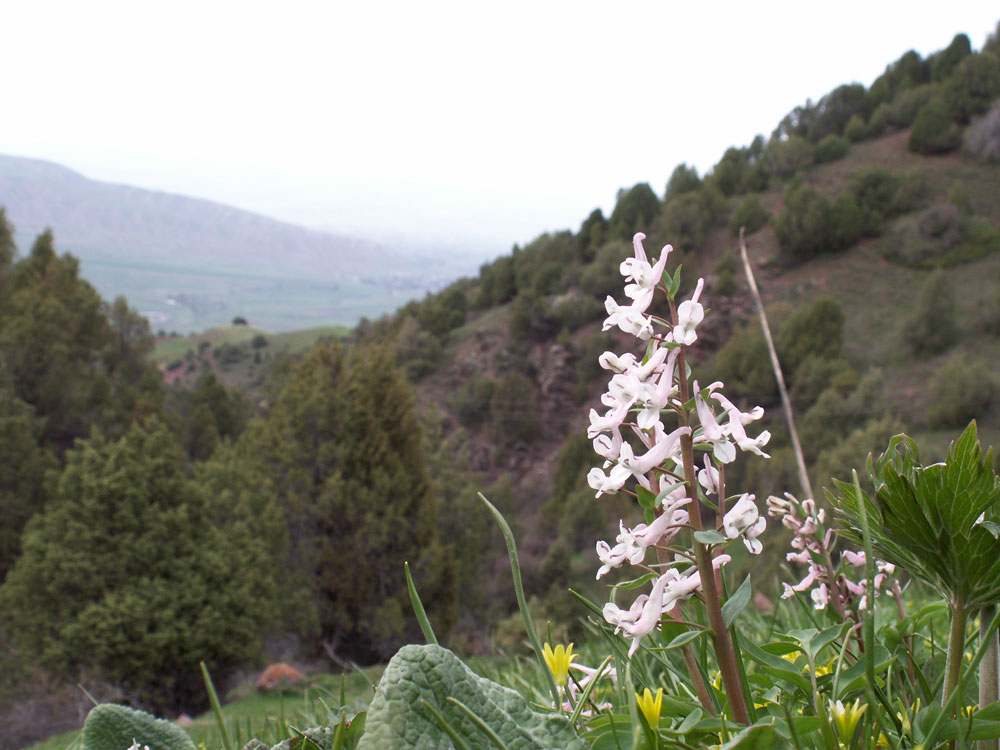 Image of Corydalis glaucescens specimen.