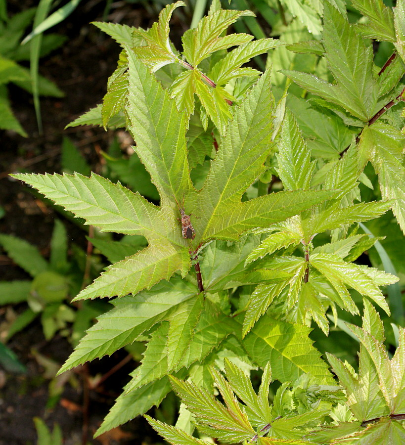 Image of Filipendula rubra specimen.