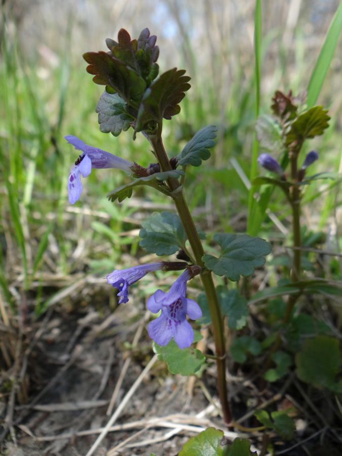 Изображение особи Glechoma hederacea.