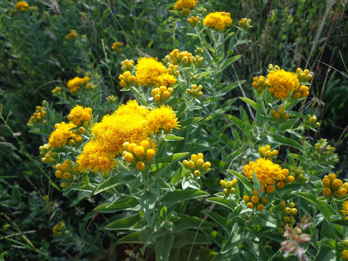 Image of Inula germanica specimen.