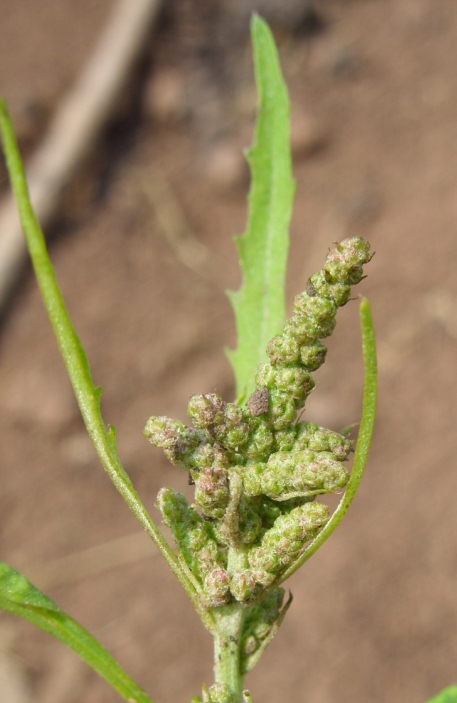 Image of genus Atriplex specimen.