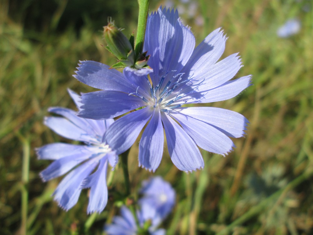 Image of Cichorium intybus specimen.