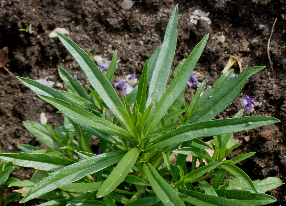 Image of Collomia grandiflora specimen.