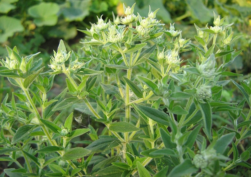 Image of genus Pycnanthemum specimen.