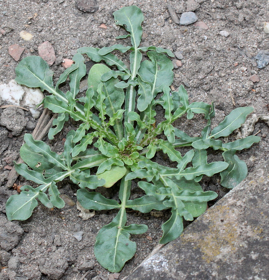 Image of Reseda lutea specimen.