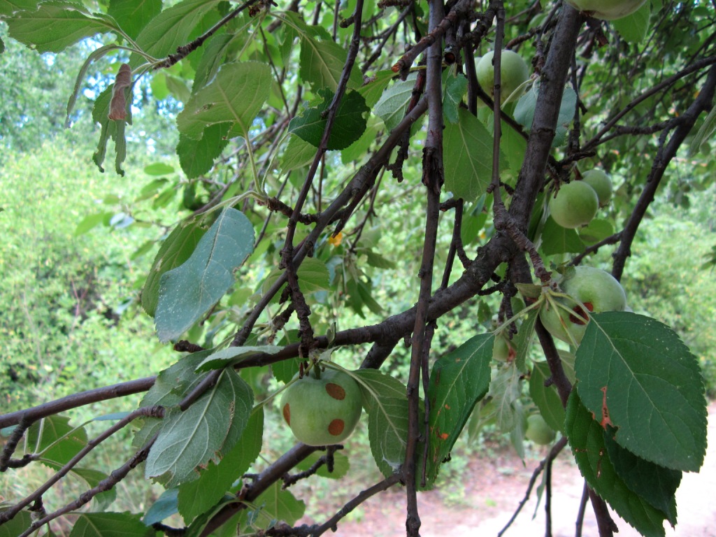 Изображение особи Malus sylvestris.