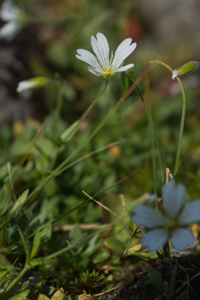 Image of genus Cerastium specimen.