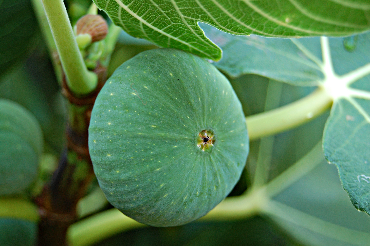 Изображение особи Ficus carica.