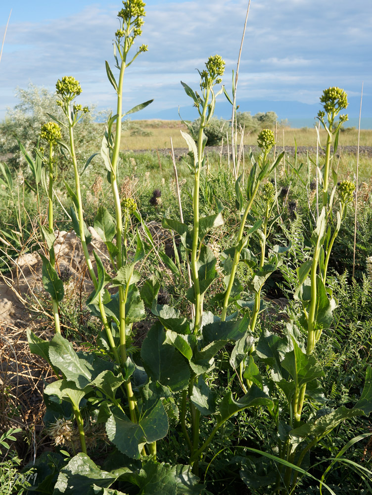 Image of Ligularia songarica specimen.