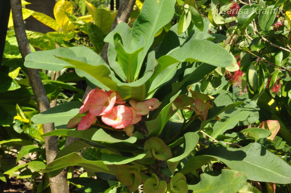 Image of Euphorbia splendens specimen.