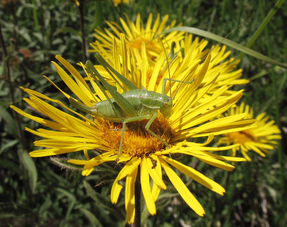 Image of Inula hirta specimen.