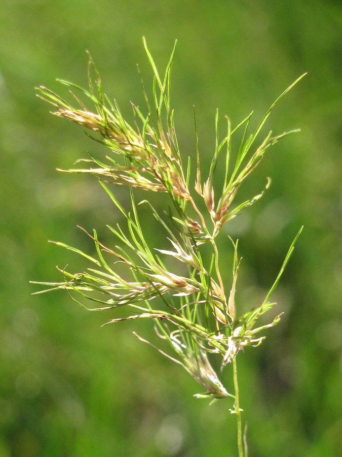 Изображение особи Poa bulbosa ssp. vivipara.