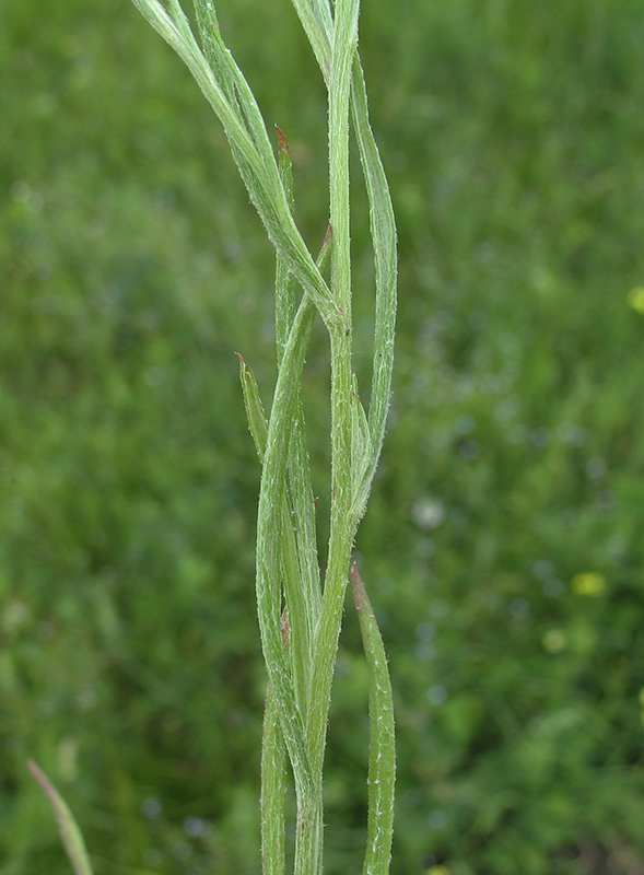 Image of Centaurea cyanus specimen.