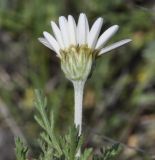 семейство Asteraceae