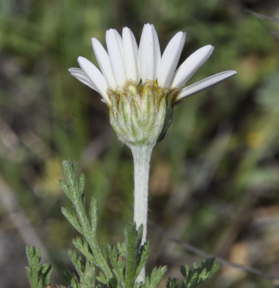 Изображение особи семейство Asteraceae.