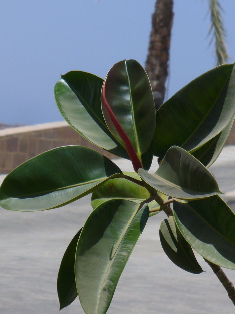 Image of Ficus elastica specimen.