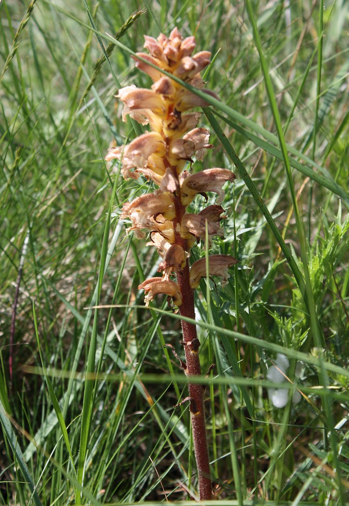 Image of Orobanche pallidiflora specimen.