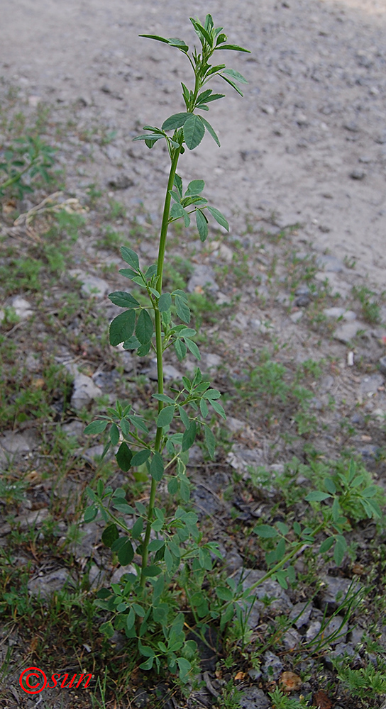 Image of Melilotus officinalis specimen.