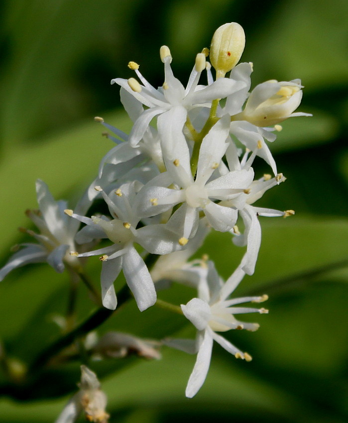 Изображение особи Smilacina racemosa.